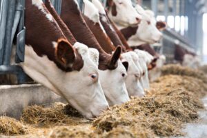 Hefeprodukte in Futtermittelzusatzstoffen und -zutaten