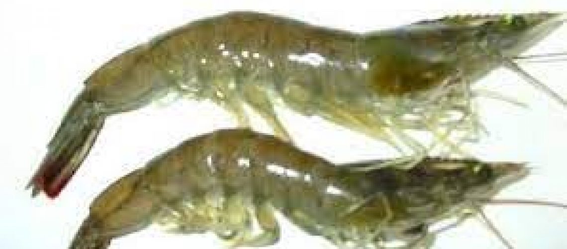 Shrimps